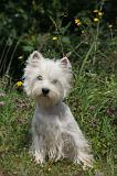 WESTIE 375